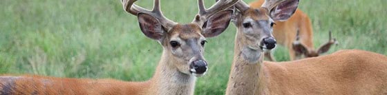 פרק שירה ליום חמישי