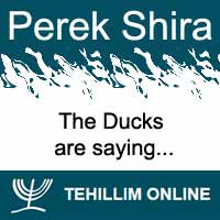 Perek Shira : The Ducks are saying