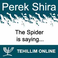 Perek Shira : The Spider is saying